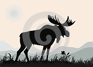 One mighty moose stands, isolated images